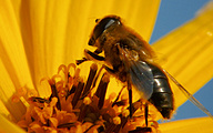 Dronefly (Eristalis pertenax)